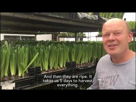 Hilverda De Boer - Erick de Groot Hyacinthus grower visit