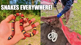 Snake Hunting in Houston! - Best Day of the Trip?!