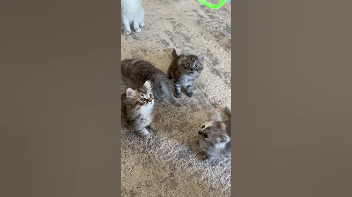 Video 10590831: persian siberian kitten, cat beautiful kitten