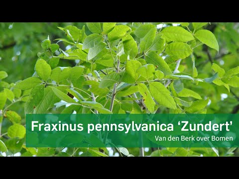 Fraxinus pennsylvanica 'Zundert' - Van den Berk over Bomen