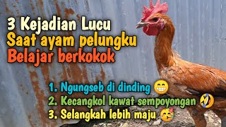 3 Kejadian lucu ayam pelung berkokok