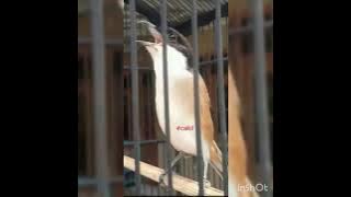 masteran Kunti Kat Kat jeda