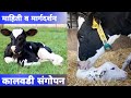 कालवडी संगोपन कसे करावे | माहिती मुलाखत | How to Care Cow Calf in Dairy farming | Great Maharashtra