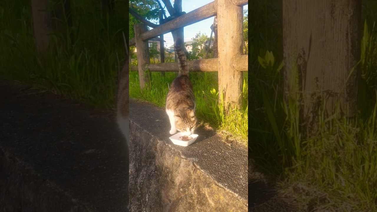 ろーくんのしっぽ Shippo-kun has come out too! He's toddling along with his tail