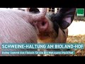 Schweinehaltung am biohof besuch auf dem biolandhof mayer