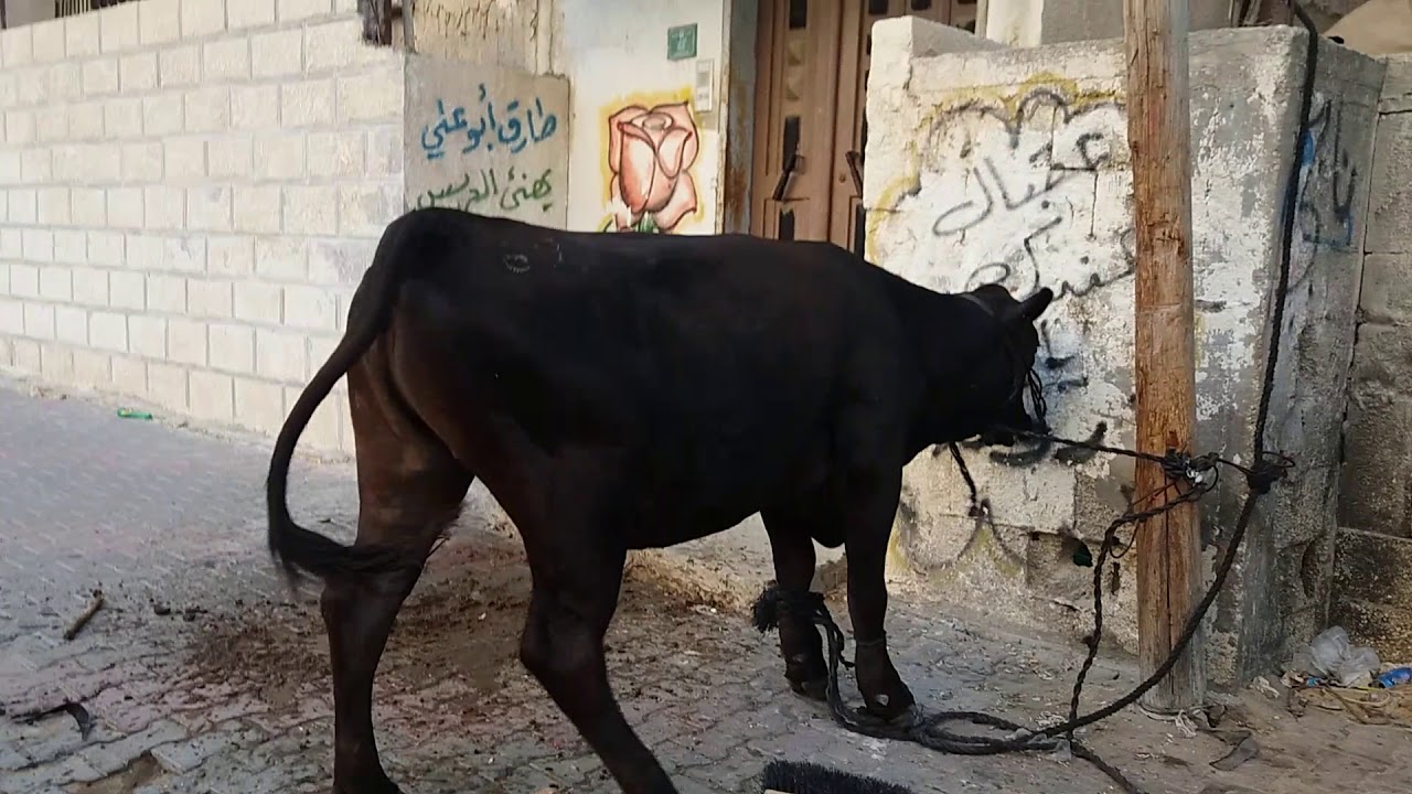 تل السلطان