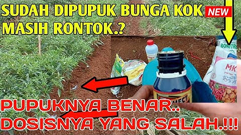 Pupuk Tabur Ke Tiga Pembuahan CMK Ke Dua Agar Bunga Tidak Rontok Umur 122hst || pertanian