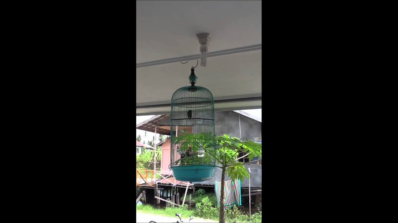 Burung Ngantenan / Mantenan ngerol n nyerecet 