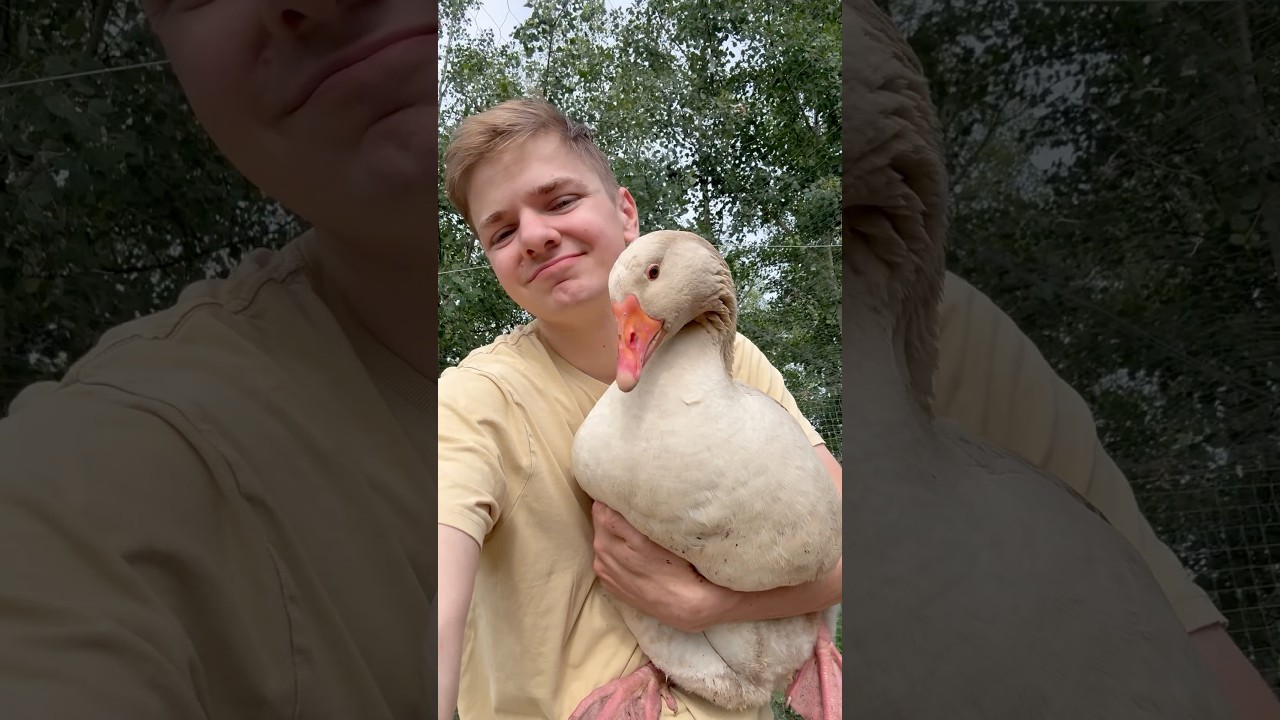 How to make friendly geese #backyardchickens #petducks