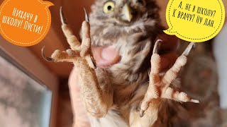 Packing owls! We harvest owls in an Owl's bag and take them to Moscow