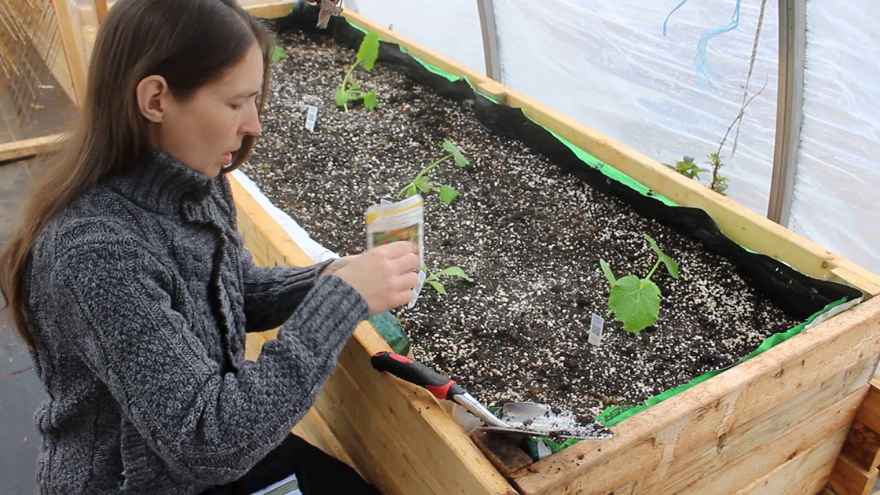 Planting Our Zucchini Bed | Tour of the Greenhouse 