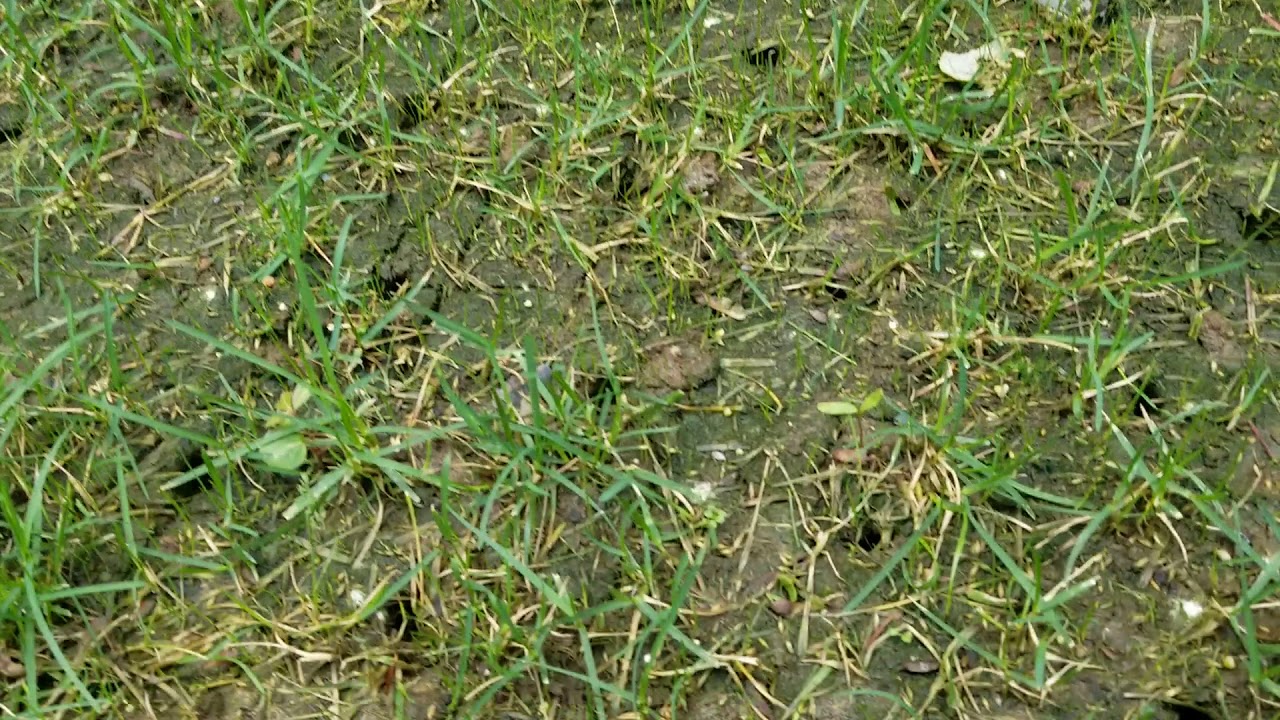 Slice seeding and aeration