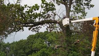 Trimming a big tree