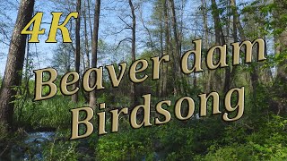 Beaver dam. Birdsong / Утреннее пение птиц в ольшанике и плотина бобров. Green Video Wildlife