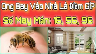 ONG Bay Vào NHÀ Là ĐIỀM BÁO Gì? Ong Bay Vào Nhà Đánh Con Gì? Ong Bay Vào Nhà Số May Mắn.