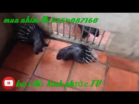 NN_ mô hình nuôi nhím đơn giản mà hiệu quả sau 8 tháng 0354087160 fb trại thỏ Phước Sơn