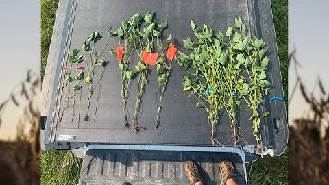 Soybean Hail Damage: Effects on Growth and Yield