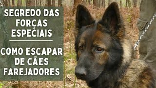 SEGREDO DAS FORÇAS ESPECIAIS: Como fugir de cães farejadores