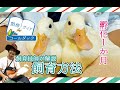 ★【飼育技師が解説】コールダック幼鳥の飼育方法（飼料、ケージ、雌雄判別、屋外散歩、水浴び、羽の状態なども詳しく解説）@ZOOTIMEch
