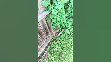 BURMESE Python handling #reptiles #burmesepython #burmesepythons #snake