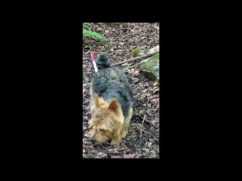 Adventurous pups love exploring the forest