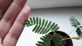 Мимоза стыдливая -Mimosa pudica