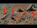NASA's Mars Rover Send Suspicious Shocking Footage Of Mars Life! Perseverance Rover' Mars In 4K