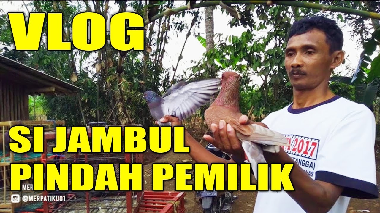 Merpati Blorok Megan Bikin Iri By Bekur Cilacap