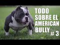 American bully - Educación - Tipos de bully - Salud - Cuidados - Comportamiento - Historia y Origen