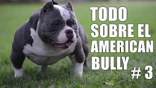 American bully  Educación  Tipos de bully  Salud  Cuidados  Comportamiento  Historia y Origen