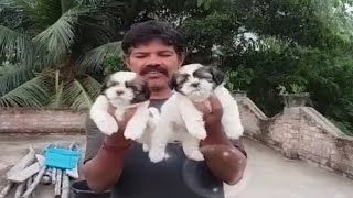 Home Breed Lab Shih Tzu & Culture Pom Puppy For Sale Mob 86977 21879 by SwaRun Together 920 views 1 year ago 6 minutes, 24 seconds