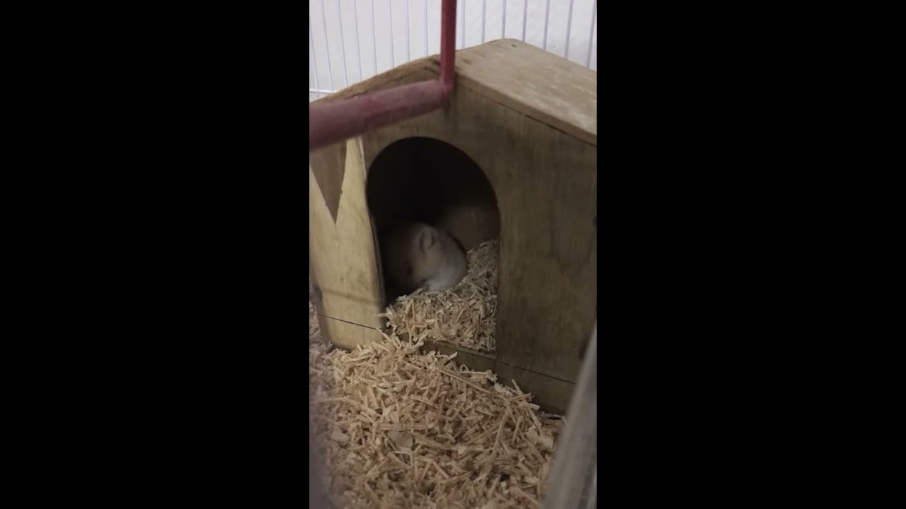 Hamster taking a bath YouTube