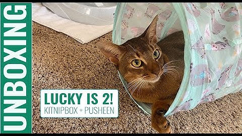 UNBOXING KitNipBox and Pusheen Cat Kit Quarterly box for Cats and the Cat Mom Box - Lucky turns 2