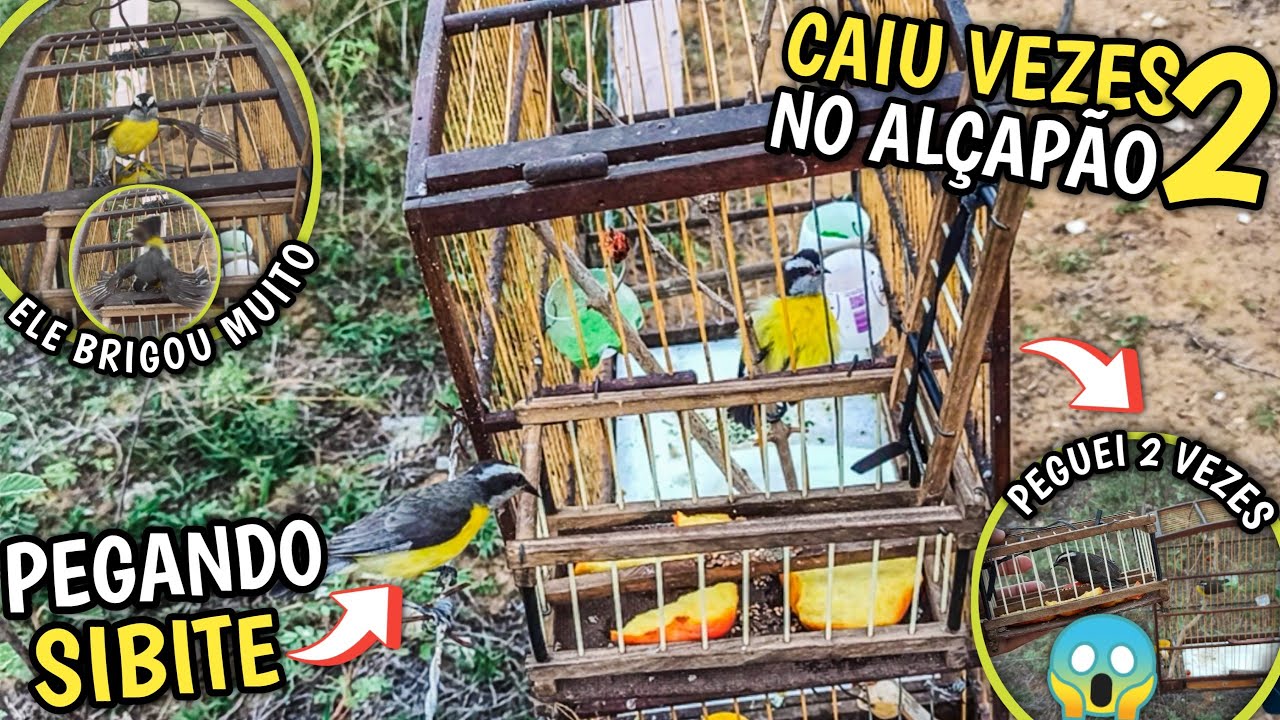 🔥 PEGADA DE SIBITE NO ALÇAPÃO | SIBITE VALENTE CAIU 2 VEZES! (Brigou muito antes de cair 😱)