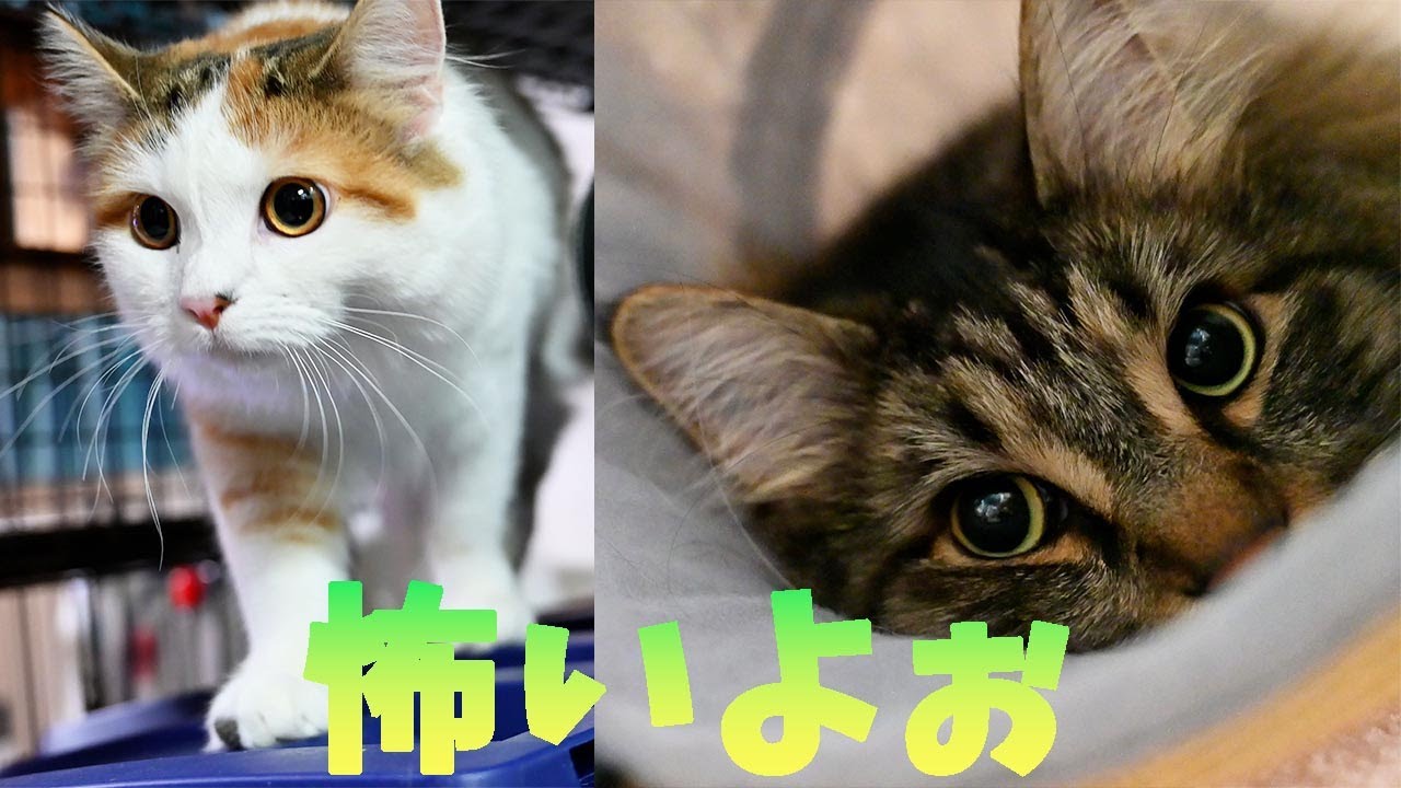 ラグドールに威嚇され続けて萎縮しているメインクーンはササミを食べませんでした Youtube