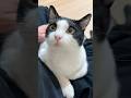 今日はごはんより膝がいいそうです #猫 #cat #かわいい