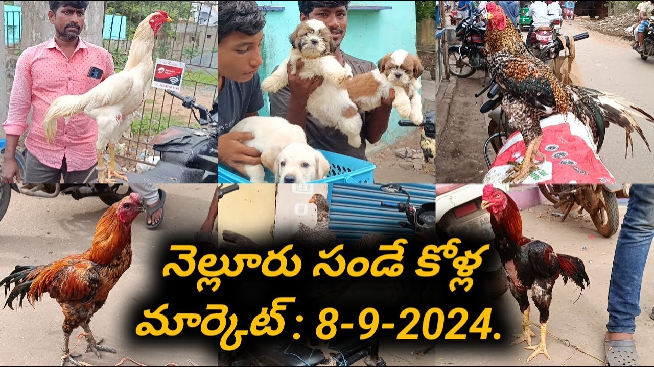 Nellore Sunday Kolla Market  :  8-9-2024,  #nelloresundaymarket, #venkyberasatv, #roostersales,