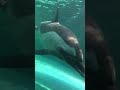 【独り言】珍しいイルカを初めて見た時の水族館マニアの反応
