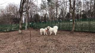 ルンルン vs アラン Greatpyrenees グレートピレニーズ
