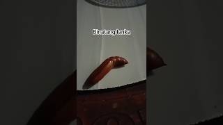 binatang lanka ditemukan #shortvideo #binatanglangka
