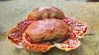 A crab that has never appeared before