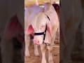 check cuteness ✅ #shortsfeed #shorts #cutness #cow #cowlover #bakraeidspecial #ytshorts #ytviral
