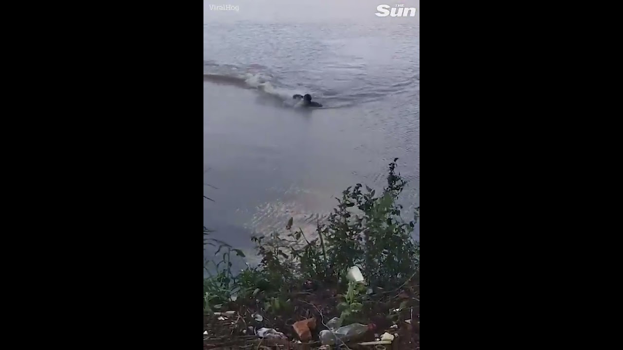 Heart Stopping Moment Swimmer Faces Race For His Life As Alligator Closes In Shorts