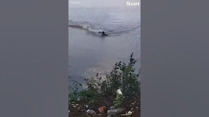 Heart-stopping moment swimmer faces race for his life as alligator closes in #Shorts