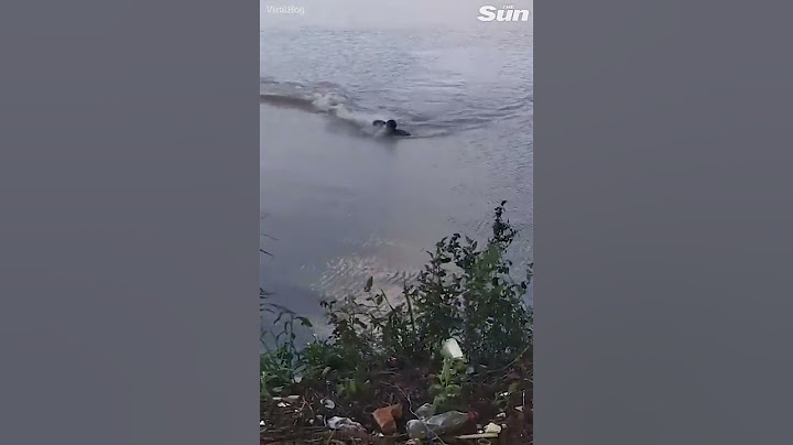 Heart-stopping moment swimmer faces race for his life as alligator closes in #Shorts