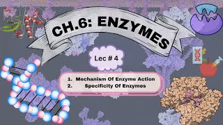 Enzymes | Chapter no.6 | Lecture no.4 | 9th Class Biology | Ramsha Iqbal |
