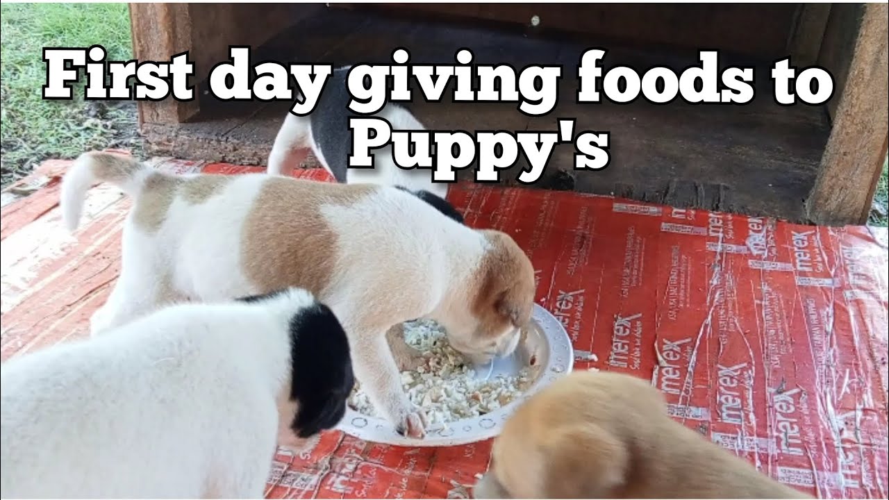 when the mother dog keep away from the puppy's puppy's puppies animallover YouTube