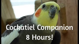 Cockatiel Companion 8 HOURS OF COCKATIEL SOUNDS!!! Mega Compilation