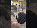 Ostrich 🕊️🐦 शुतुरमुर्ग in gwalior gandhi prani udhyan #gwalior #shorts #travel #viral #trending