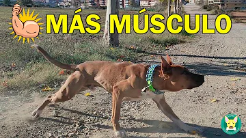 ¿Puede un perro viejo recuperar músculo?